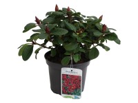 Penisník (Rhododendron repens) 