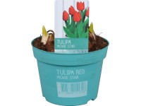 Tulipán (Tulipa) 