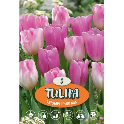 Tulipán Triumph "Mix Rosa"