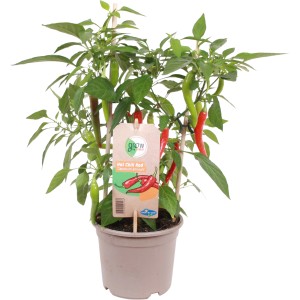 GROW by OBI Paprika Pick-&-Joy v kvetináči, s červenými a zelenými paprikami.