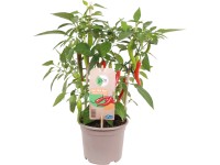 GROW by OBI Paprika Hot Chili Red (Capsicum annuum) Pick&Joy, pr. 14 cm