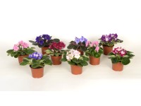 Africké fialky rôzne farby, priem. kvetináča cca 9 cm