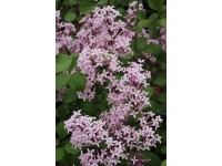 Zakrpatený orgován (syringa meyeri) Red Pixie