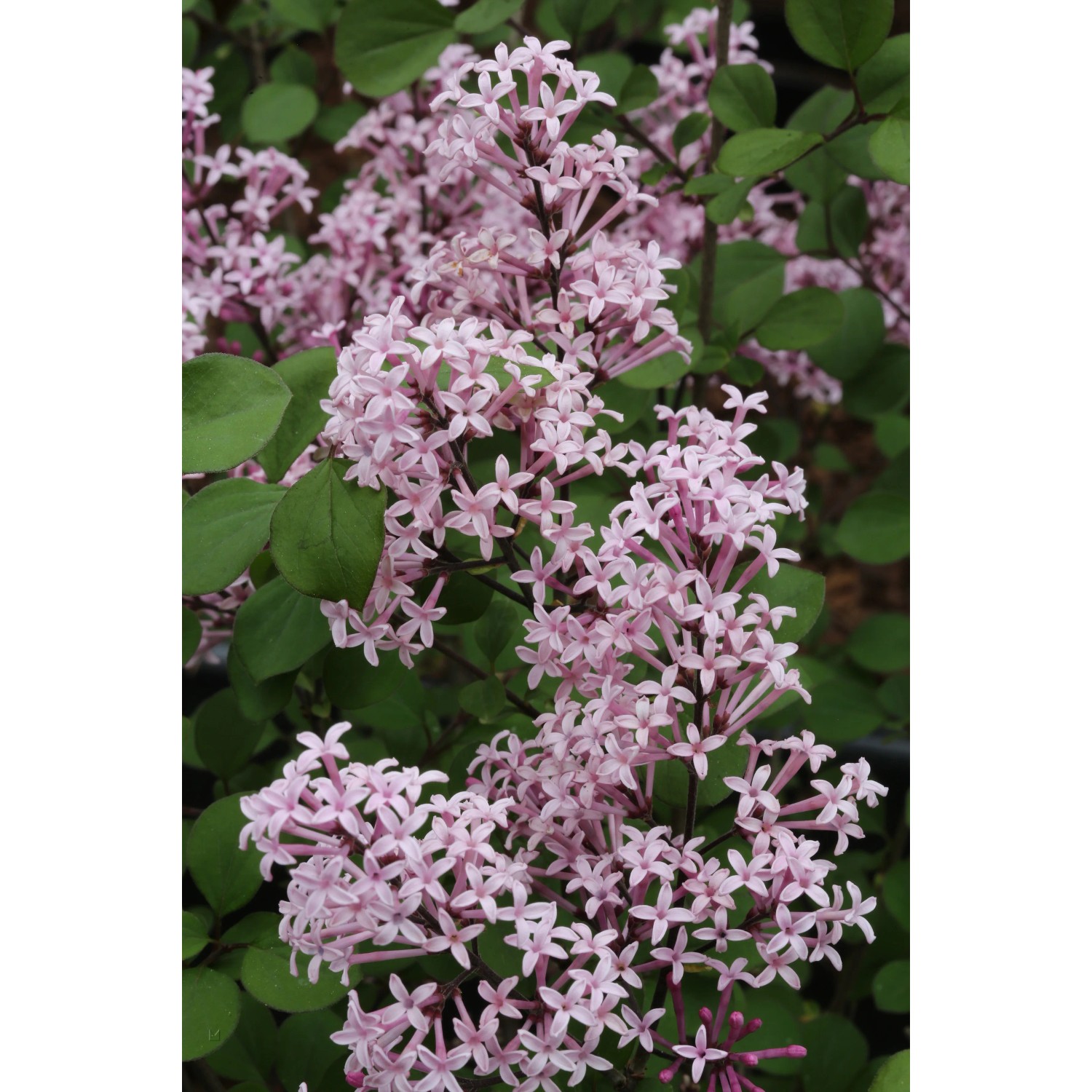 Zakrpatený orgován (syringa meyeri) Red Pixie