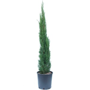 Stredomorský cyprus 'Pyramidalis' v kvetináči, výška cca 100-120 cm, stĺpovitý, zelené ihlice.