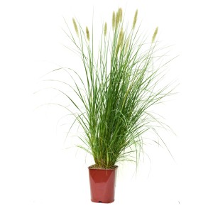 Pennisetum (okrasná tráva) v kvetináči, výška cca 30 cm. Okrasná tráva do záhrady a na balkón.