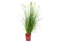 GROW by OBI Dochan (Pennisetum) výška 30 cm, rôzne druhy, pr. 11 cm