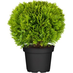 Svieža zelená OBI guľovitá tuja Danica (Thuja) v čiernom kvetináči. Trpasličí ihličnan do záhrady a na cintorín.