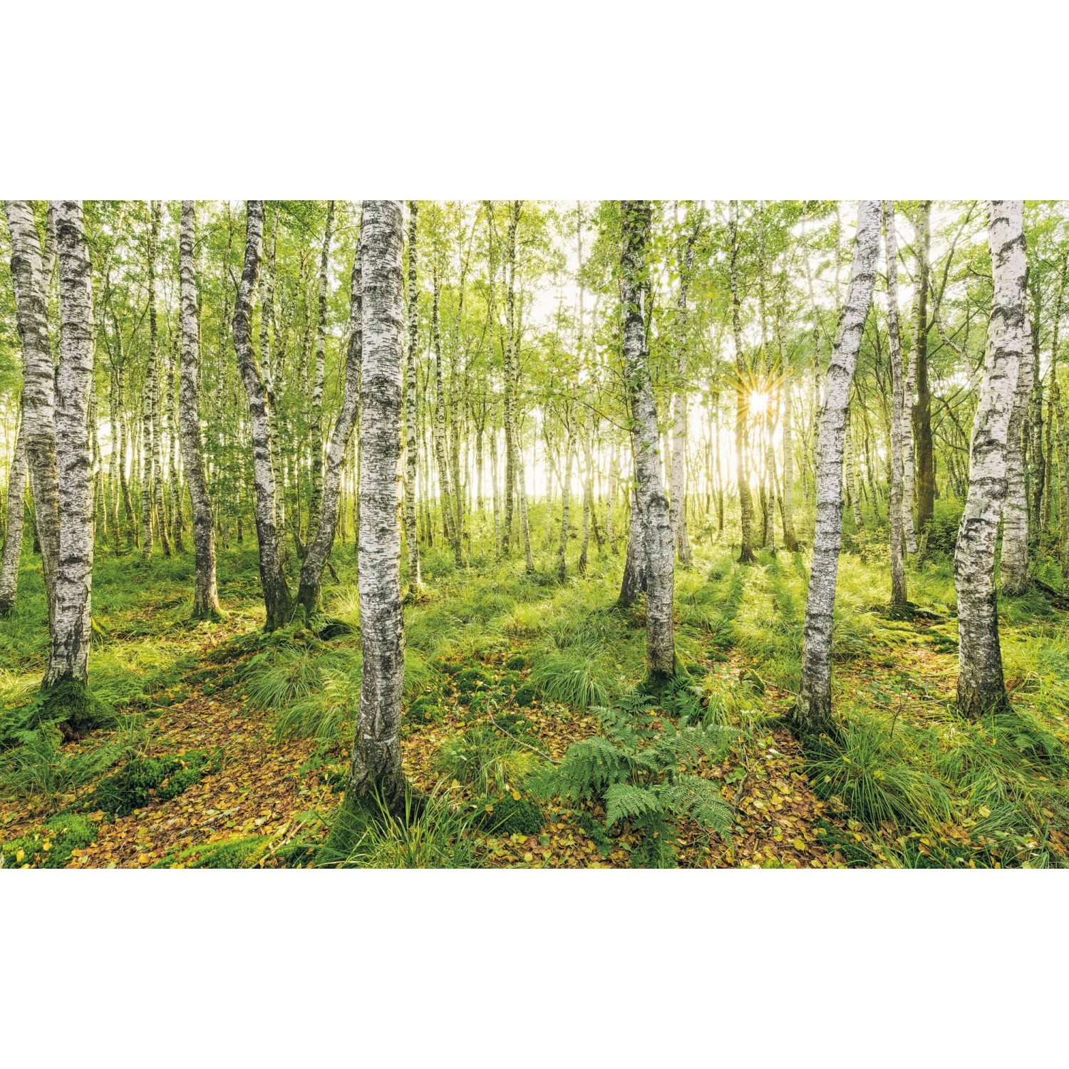 E-shop Komar Vliesová fototapeta Birch Trees 400 x 250 cm