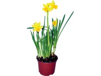 MONTANO Narcis (Narcissus) cca pr. 12 cm