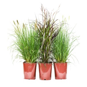 Tri rôzne trávy GROW by OBI v kvetináčoch, výška cca 30 cm.