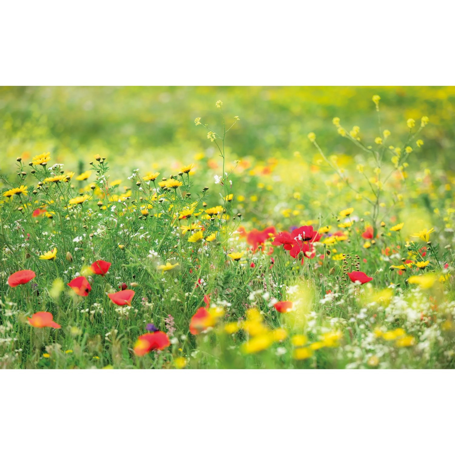 E-shop Komar Vliesová fototapeta Wiesenzauber II 450 x 280 cm
