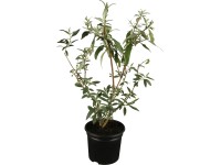 GROW by OBI Budleja Davidova (Buddleja davidii) 