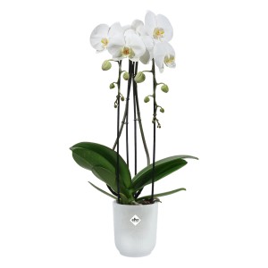 Priehľadný kvetináč na orchidey Elho Vibes Fold s bielou orchideou, Ø 9,2 cm.