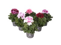 Pelargónia veľkokvetá (Pelargonium grandiflorum) Bella Donna rôzne farby pr.12cm
