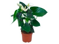 GROW by OBI Antúrium Andreanovo, biele, pr. kvetináča cca 12 cm