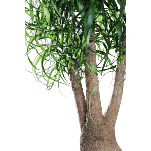 Slonia noha (Beaucarnea recurvata) s výrazným kmeňom a zelenými listami v kvetináči.
