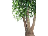 Slonia noha výška cca 60 - 70 cm priemer cca 24 cm Beaucarnea recurvata