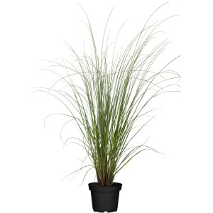 Malá pampová tráva Evita v kvetináči 3 l, vysoká cca 40-60 cm.