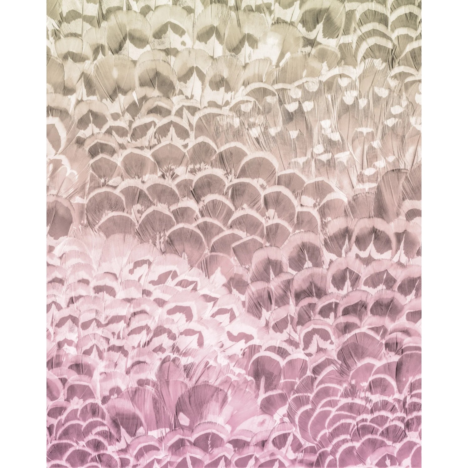 E-shop Komar Vliesová fototapeta Pale Feathers 200 x 250 cm