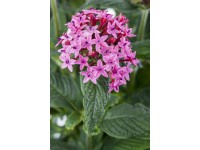 GROW by OBI Pentas (Pentas lanceolata) 