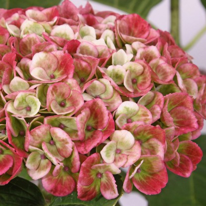 Hortenzia kalinolistá "Magical Revolution" ružová výška 50 - 60 cm kvetináč 5 l