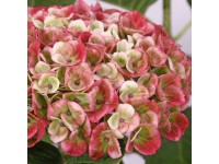 Hortenzia kalinolistá 