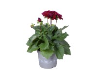 Royal Lemkes Georgína (Dhalia) 