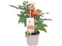 GROW by OBI Rajčina jedlá cherry (Solanum lycop.) Pick&Joy červená, pr.14cm