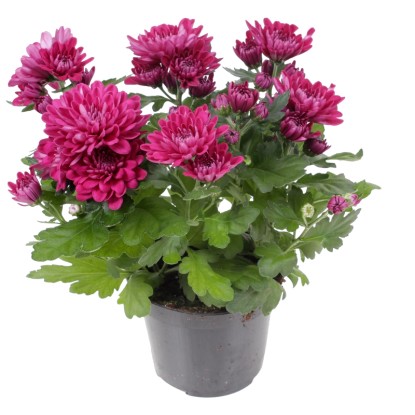 Chryzantéma indická (Chrysanthemum indicum) plnokvetá fialková 20-30cm pr.12cm