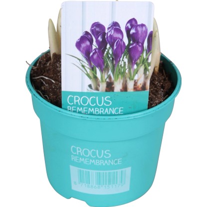 Šafran (Crocus) "Diamond Collection" priemer kvetináča cca 12 cm modrý