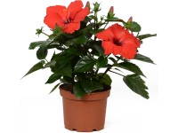 GROW by OBI Ibištek čínsky (Hibiscus rosa-sinensis) 