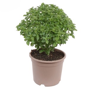 GROW by OBI Grécka bazalka v kvetináči, cca 14 cm Ø. Ocimum basilicum.