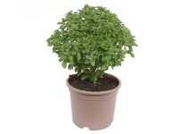 GROW by OBI Bazalka pravá (Ocimum basilicum) cca pr. 14 cm