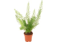 Asparágus priemer kvetináča cca 12 cm