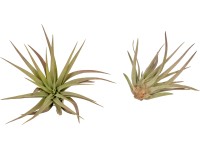 Tillandsia 