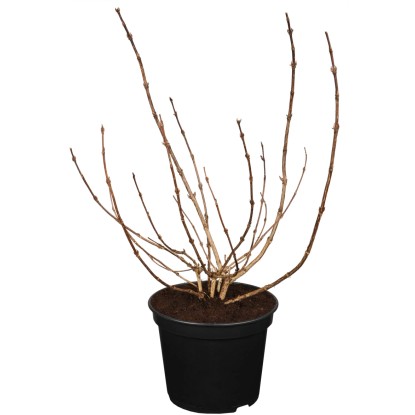 Weigelie Alexandra v 5 l kvetináči, výška cca 20-30 cm, bez listov.
