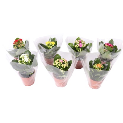 Kolopejka (Kalanchoe blossfeldiana), rôzne farby, pr. cca 7 x 10 - 20 cm