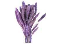 NOHEL GARDEN Sušená dekorácia Setaria - bér svetlo fialový 40 g