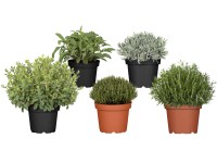 Bylinky v kvetináči, rôzne druhy, pr. kv. cca 18 cm