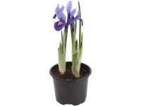 Kosatec sieťkovaný (Iris reticulata) pr. 9 cm