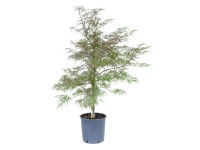 GROW by OBI Javor dlanitolistý (Acer palmatum) 