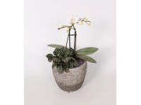 Aranžmán z orchideí v sivej betónovej nádobe priemer kvetináča cca 15 cm