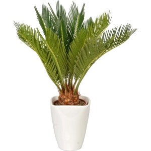 Cycas revoluta, sagovník v bielom keramickom kvetináči, veľkosť kvetináča cca 12 cm.