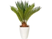 Cykas japonský v keramickej nádobe priemer kvetináča cca 12 cm Cycas revoluta