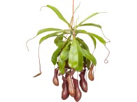 Krčiažnik Nepenthes závesný kvetináč pr. cca 14 cm