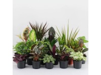 Zelená rastlina v keramickom kvetináči, rôzne druhy, výška cca 10 cm, pr. 8,5 cm