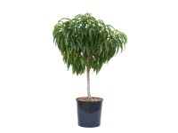 GROW by OBI Broskyňa obyčajná (Prunus persica) 