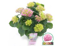 Hortenzia veľkolistá 