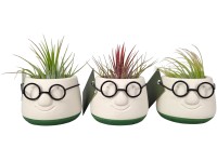 Tilandsia (Tillandsia) rôzne druhy aranžmánov v keramickom kvetináči pr. 6 cm